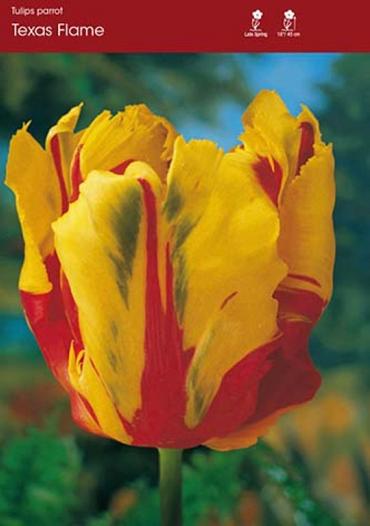 Texas Flame